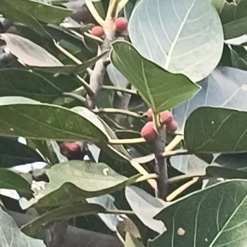Banyan fig