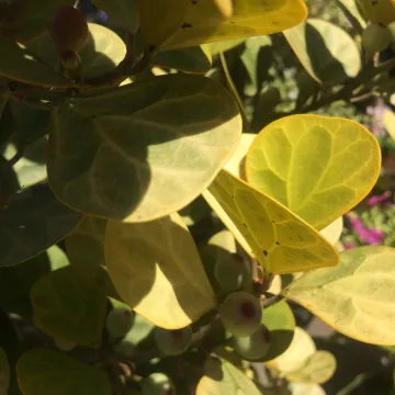 Mistletoe fig