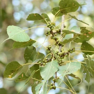 Sacred fig