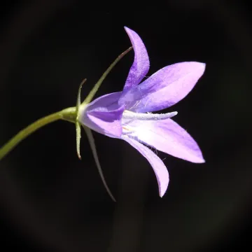 Spoon-leaved bellflower