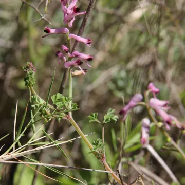 Bastard's fumitory