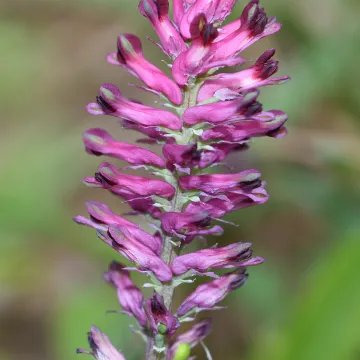 Common fumitory