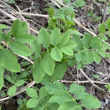 Goat's rue