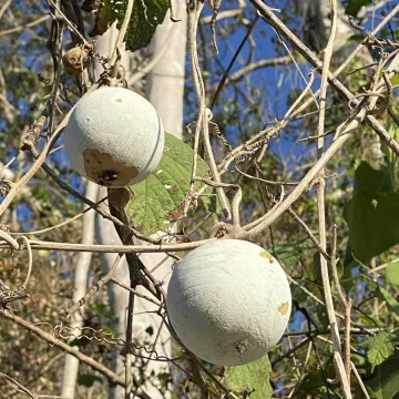 Praecitrullus