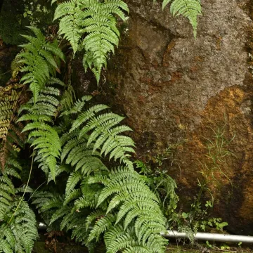 Champion's wood fern