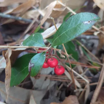 Wintergreen