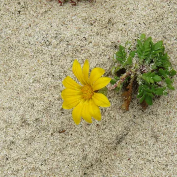 Gazania maritima
