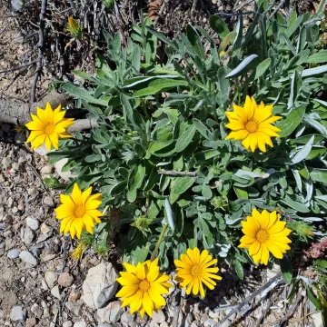 Treasure flower