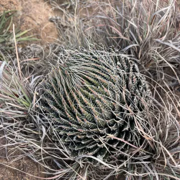 Aloe haworthia