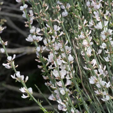 Fragrant broom