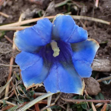 Stemless gentian
