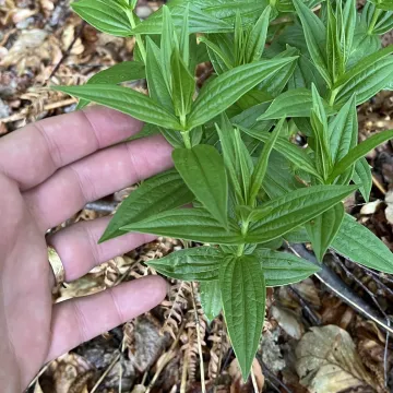 Willow gentian
