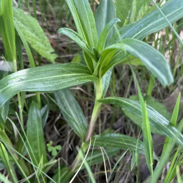 Cross gentian
