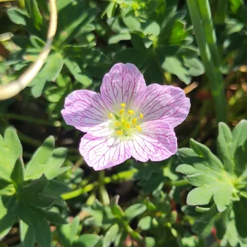 Ashy cranesbill