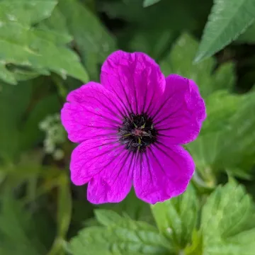 Geranium psilostemon
