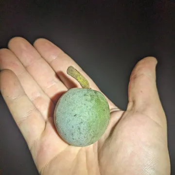 Bancroft's quandong