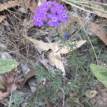 Гландулярія арістігера