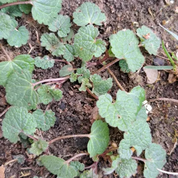 Ground ivy