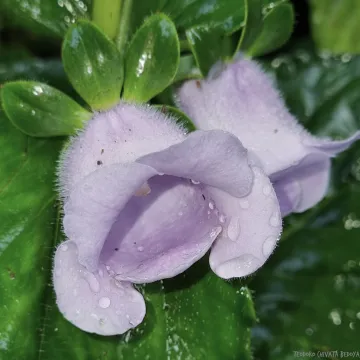 Gloxinia L'Her.