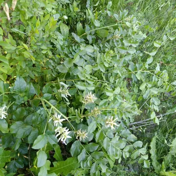 Ural licorice