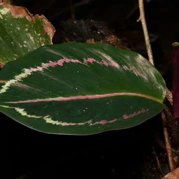 Goeppertia roseopicta