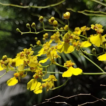 Gomesa flexuosa