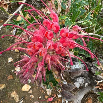 Grevillea bipinnatifida