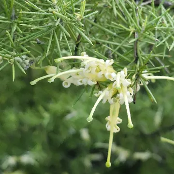 Juniper-leaf grevillea