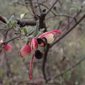 Woolly Grevillea