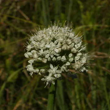 Onion
