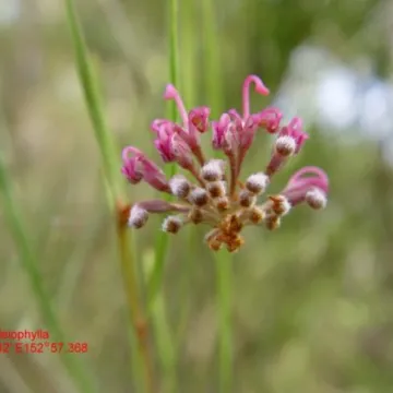 Grevillea leiophylla