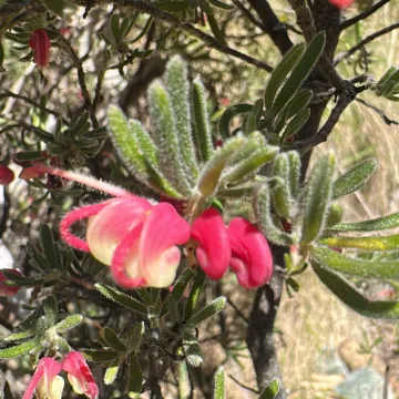 Grevillea woolly