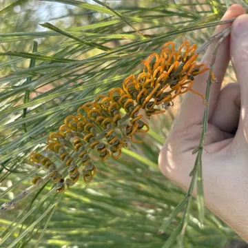 Hybrid Grevillea