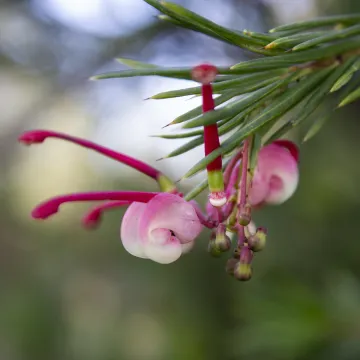Rosemary grevillea