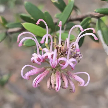 Silky Grevillea