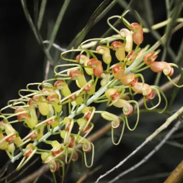 Grevillea stenomera