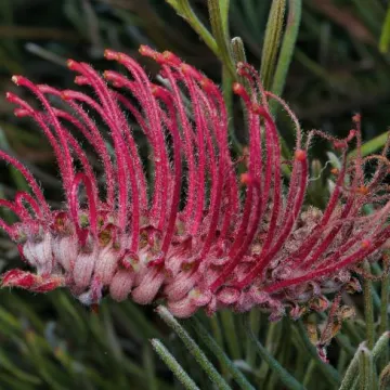 Grevillea thyrsoides pustulata