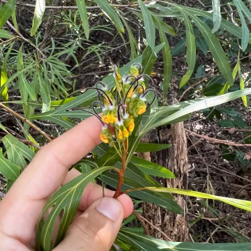 Grevillea venusta