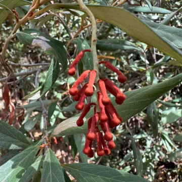 Grevillea victoriae