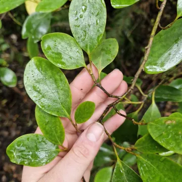 Griselinia littoralis