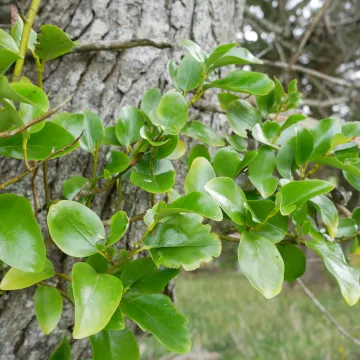 Shining broadleaf