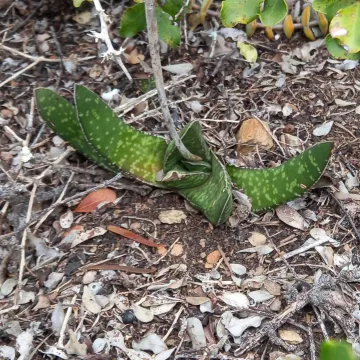 Gasteria carinata