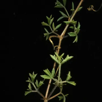 Cyphostemma montagnacii
