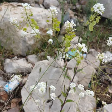 Peltaria angustifolia