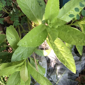 Gynura procumbens (Lour.) Merr.