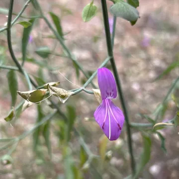 Dicliptera resupinata