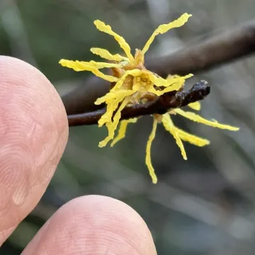 Гамамеліс віргінський