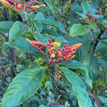 Firebush