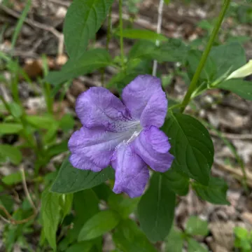Limestone wild petunia