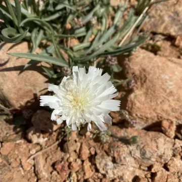 Picris asplenioides